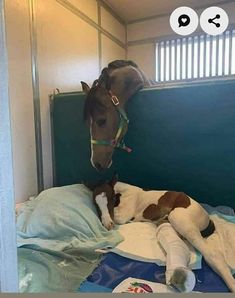 a horse standing next to a small dog on top of a bed