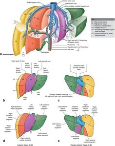 diagram of the human livers and their major functions in each part of the body