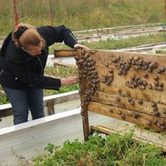 a woman holding up a beehive with lots of bees on it in a garden