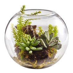 a glass bowl filled with plants and dirt