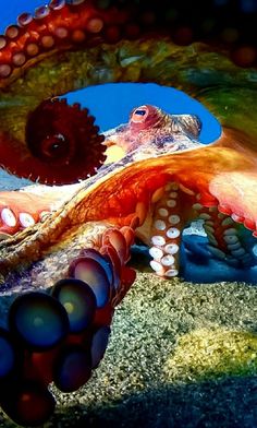 an octopus with its mouth open in the water