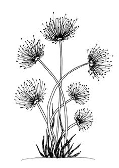 black and white drawing of flowers in the grass