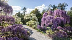 purple flowers are blooming on the trees and in the ground near a path that leads to a forest