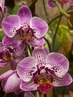 purple and white orchids are blooming in the garden