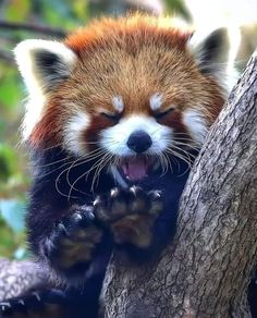 a red panda sitting on top of a tree branch with its mouth open and tongue out