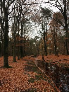 a stream running through a forest filled with lots of leaf covered trees and leaves on the ground