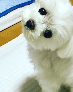 a small white dog sitting on top of a bed