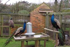 three peacocks are standing around in their enclosure