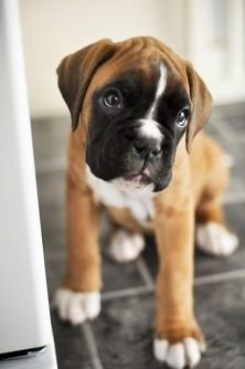 a small brown and white dog sitting on top of a floor next to a door