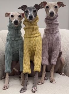 three dogs wearing sweaters sitting on top of a white couch next to each other