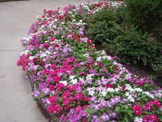 many different colored flowers in a garden bed