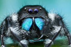 a blue jumping spider with its eyes open