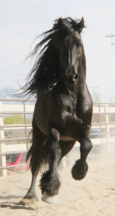 a black horse is galloping in an enclosed area with its front legs spread out