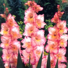 pink flowers are blooming in the garden