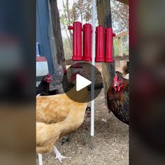 TikTok · Purely Chickens Treat Dispenser, In The Winter, Coop, The Winter