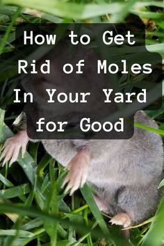 How to Get Rid of Moles in Your Yard for Good