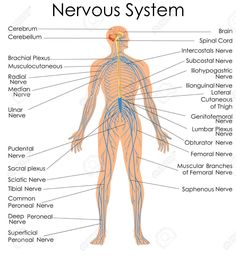 the human nervous system with labels on white background, labeled in blue and yellow text