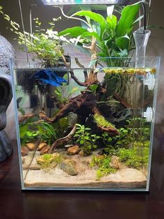 Earthy Fish Tank, Fish Tanks With Live Plants, Betta Tanks Ideas, Aquarium For Betta Fish, Fish Tank Aquascape, Betta Aquarium Ideas Tanks, Plant Fish Tank Ideas, Planted Betta Aquarium, Aquatic Frog Tank Ideas