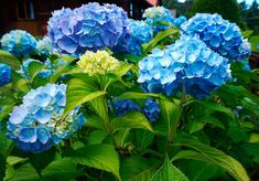 blue and white flowers are blooming in the garden