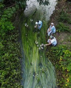 two people are working on some plants in the grass and water that is flowing over them