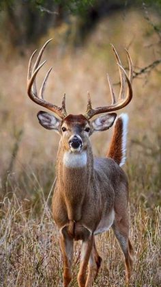 a deer with large antlers standing in tall grass