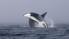 an orca jumping out of the water on a foggy day with its mouth open