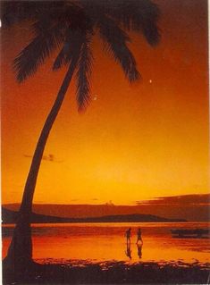 Aesthetic Orange, Summer Feeling, Summer Dream, Endless Summer, Island Life, Summer Aesthetic, Palm Tree, Cali