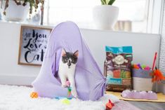 a cat sitting on top of a purple blanket