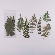 four different types of fern leaves on a white background with the words, set c