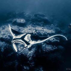 a manta ray swimming in the ocean