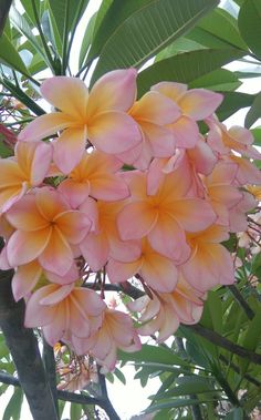 pink and yellow flowers are growing on the tree