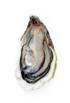 Oyster Still Life, Oyster With Pearl, Feeling Disappointed, Mary Jo Hoffman, Brat Diet, Spinach Nutrition Facts, Oyster Art, Oyster Shells, The Nose