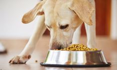 a dog eating food out of a metal bowl