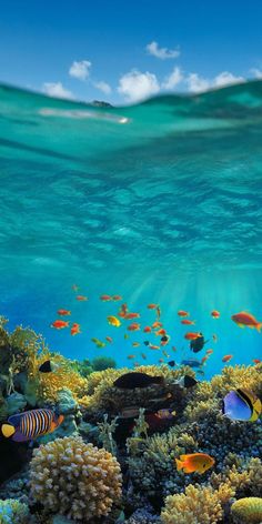 an underwater scene with fish and corals