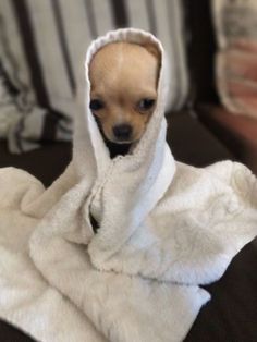 a small dog wrapped up in a towel