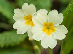 two white and yellow flowers with green leaves