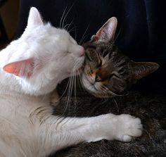 two cats are laying on the couch and one is rubbing its head against the other