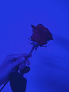 a person holding a single red rose in their left hand against a blue lit background