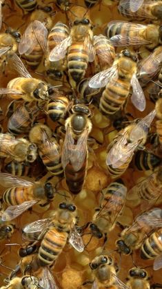 many bees are gathered together on the honey