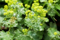 green leaves with drops of water on them