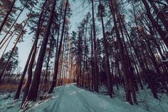 Winter landscape with path in the winter forest royalty free stock image Path In The Woods, Landscape With Trees, Winter Forest, Landscape Trees, Winter Landscape, In The Winter, In The Woods, The Winter