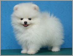 a small white dog standing on top of a green floor next to a blue wall