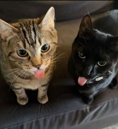 two cats are sitting on a couch and one is sticking its tongue out to the camera