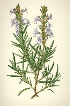 an illustration of a rosemary plant with purple flowers