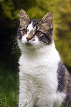 a cat is sitting in the grass looking at something with an alert look on its face