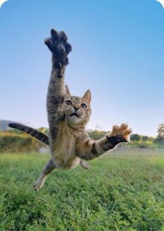 a cat that is jumping in the air