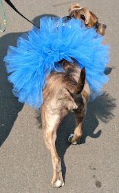 a small dog wearing a blue tutu