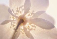 a close up view of a white flower