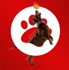 a dog catching a frisbee in its mouth on a red and white background