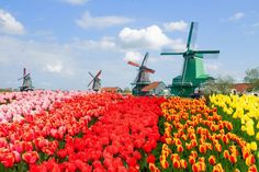 many different colored tulips and windmills in the background